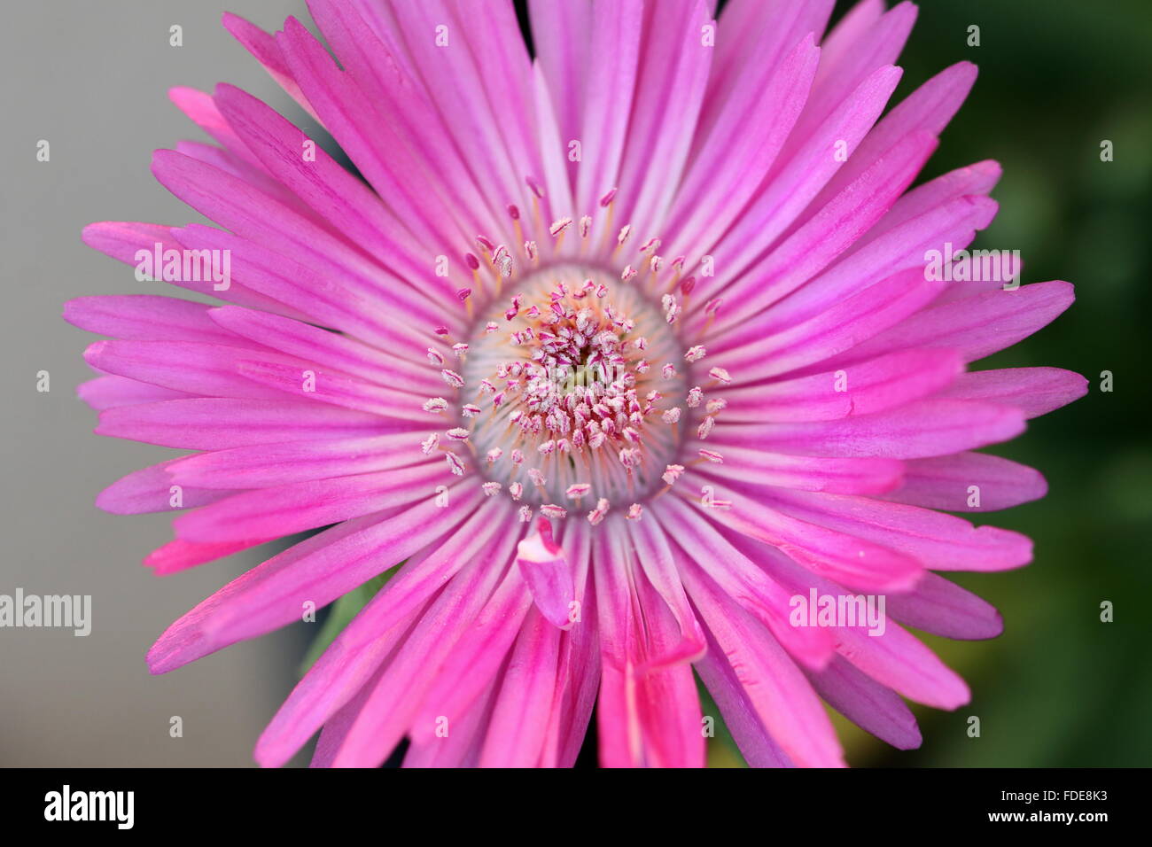 Macro shot di Cephalophyllum o noto come Lido Big Pink pieno fiore fiori Foto Stock