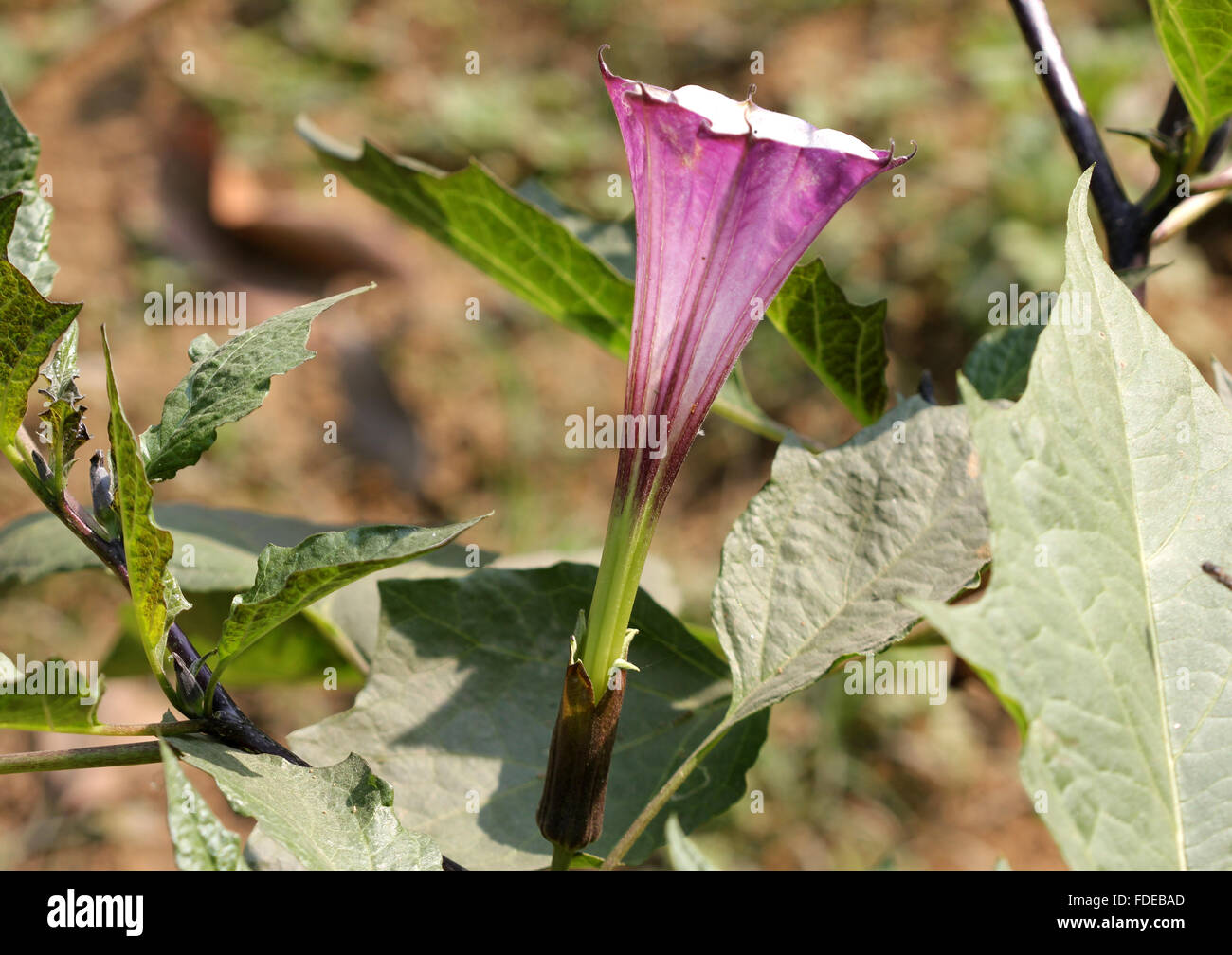Datura metel, devil's tromba, ha cantato con di solito rosso stelo, Grandi foglie ovali, ad imbuto fiori, ornamentali, medicinali Foto Stock