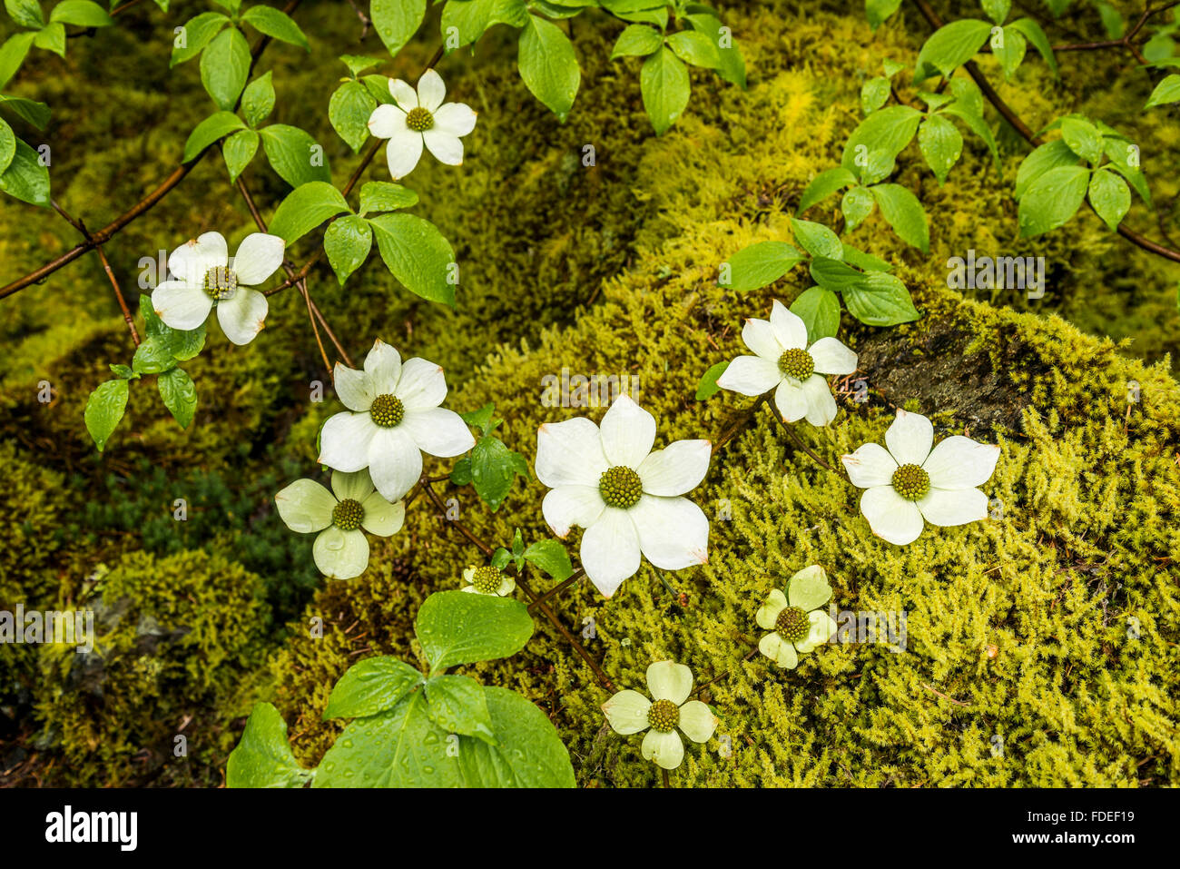 Pacific dowood fiori, Sproat lake, Isola di Vancouver, British Columbia, Canada Foto Stock