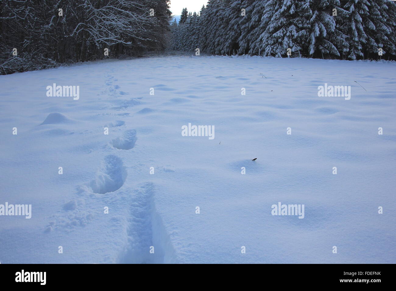 Footprints porta alla foresta Foto Stock