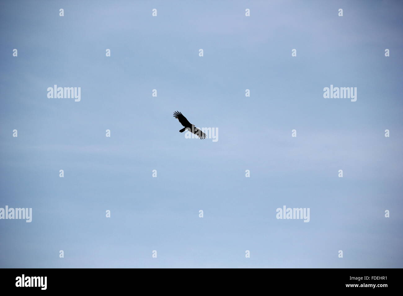 Flying Eagle nel cielo blu Foto Stock