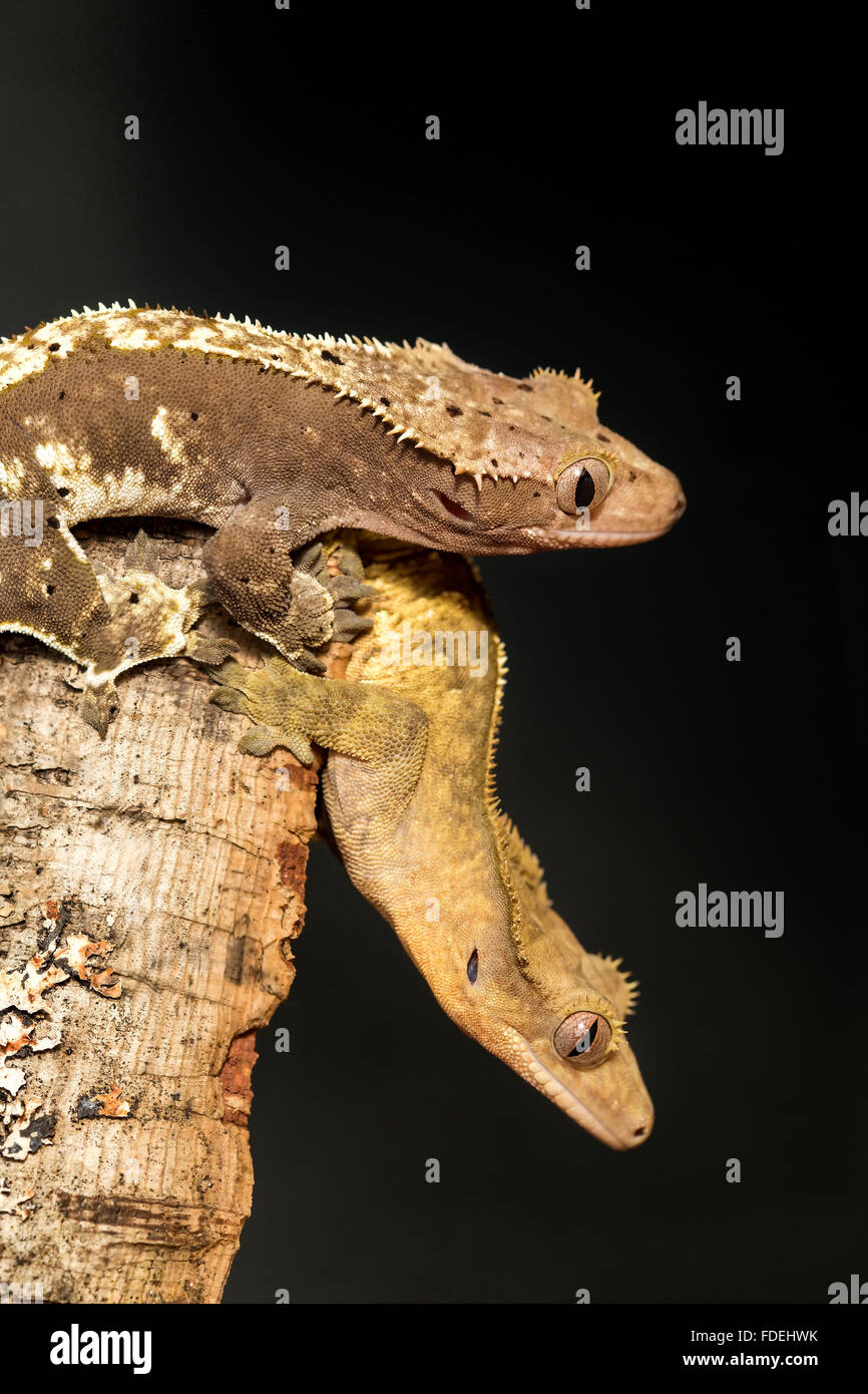 Paio di nuovo Caledonian crested geco Rhacodactylus ciliatus, appeso a testa in giù in un tronco di albero Foto Stock