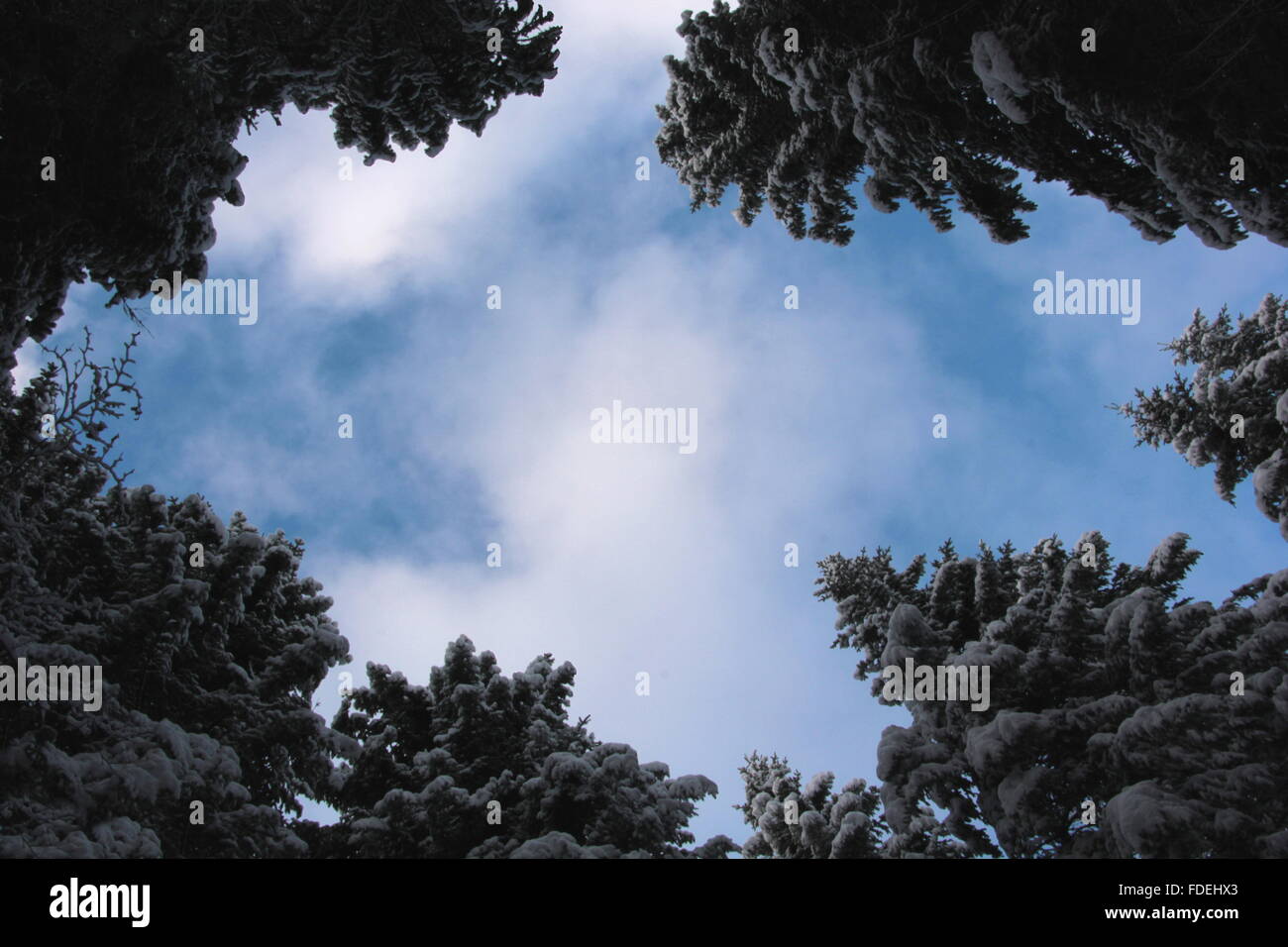 In inverno il cielo della foresta Foto Stock