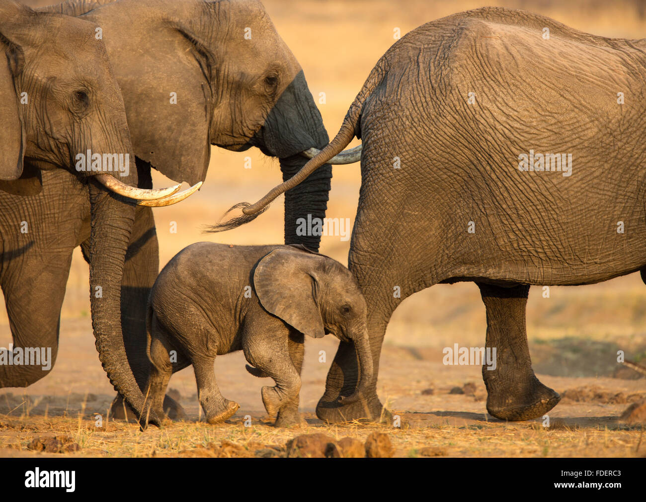 Strettamente foto ritagliata di un elefante a piedi di vitello nel bel mezzo di una mandria Foto Stock