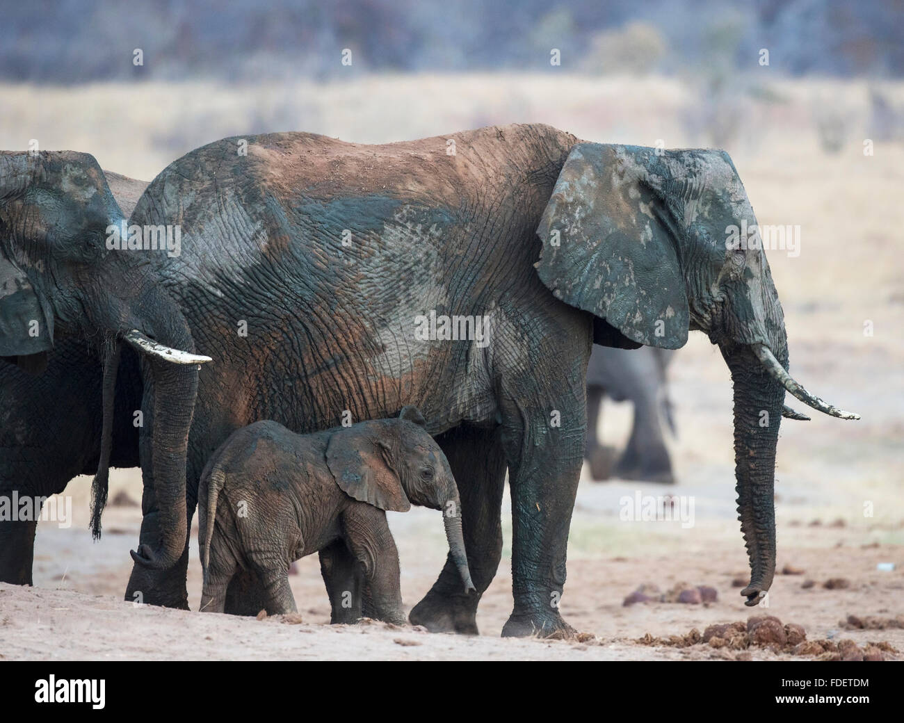 Un giovane vitello di elefante in piedi vicino al fianco di un adulto mucca elefante Foto Stock