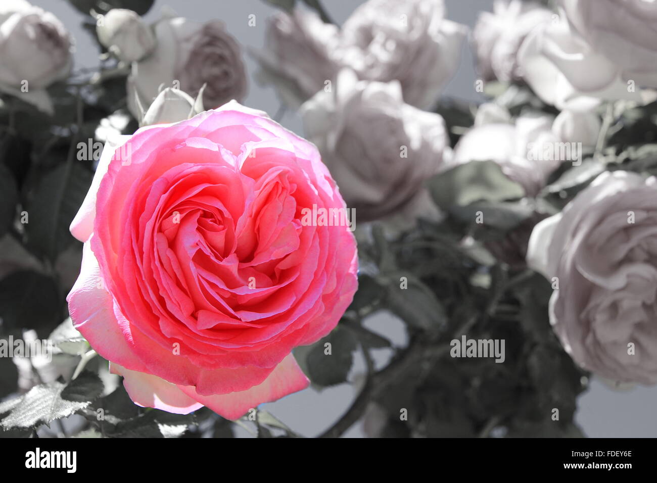 Immagine In Bianco E Nero Con Un Colorato Di Rosa Bocciolo