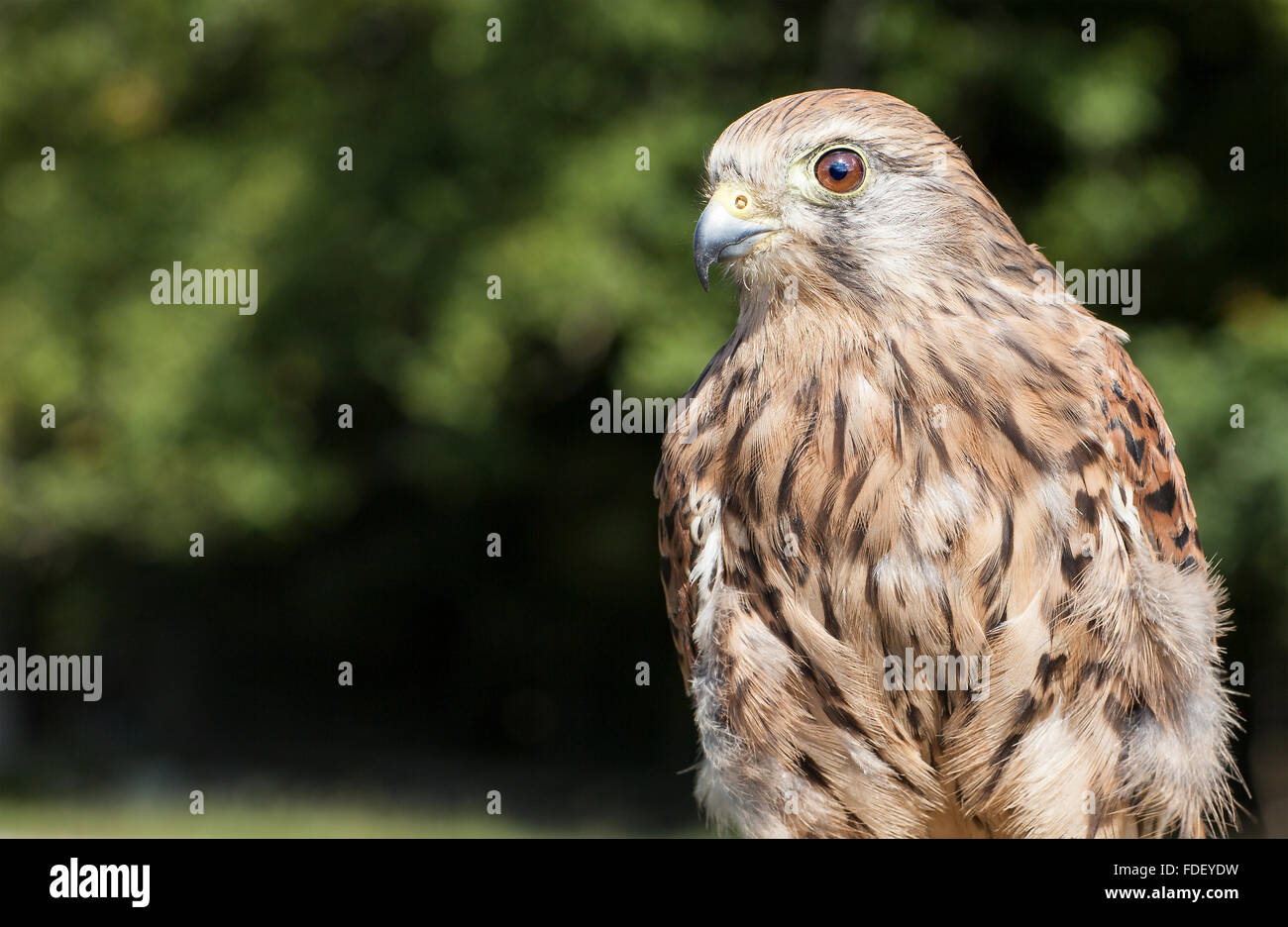 British gheppio cercando (spettatori) a sinistra. (18 0f 33) Foto Stock