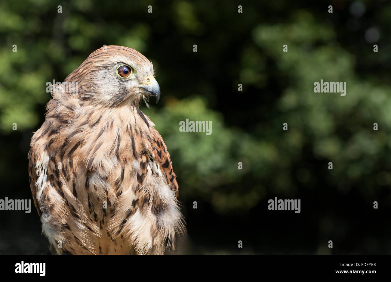 British gheppio cercando (spettatori) a destra. (17 0f 33) Foto Stock