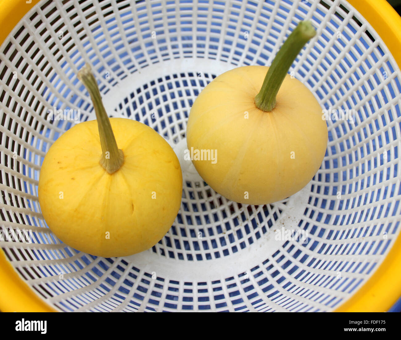 Cucurbita pepo, una palla rotonda zucchine dorate, chappan kaddu variante in India, con il giallo oro round pepo frutta, verdura Foto Stock