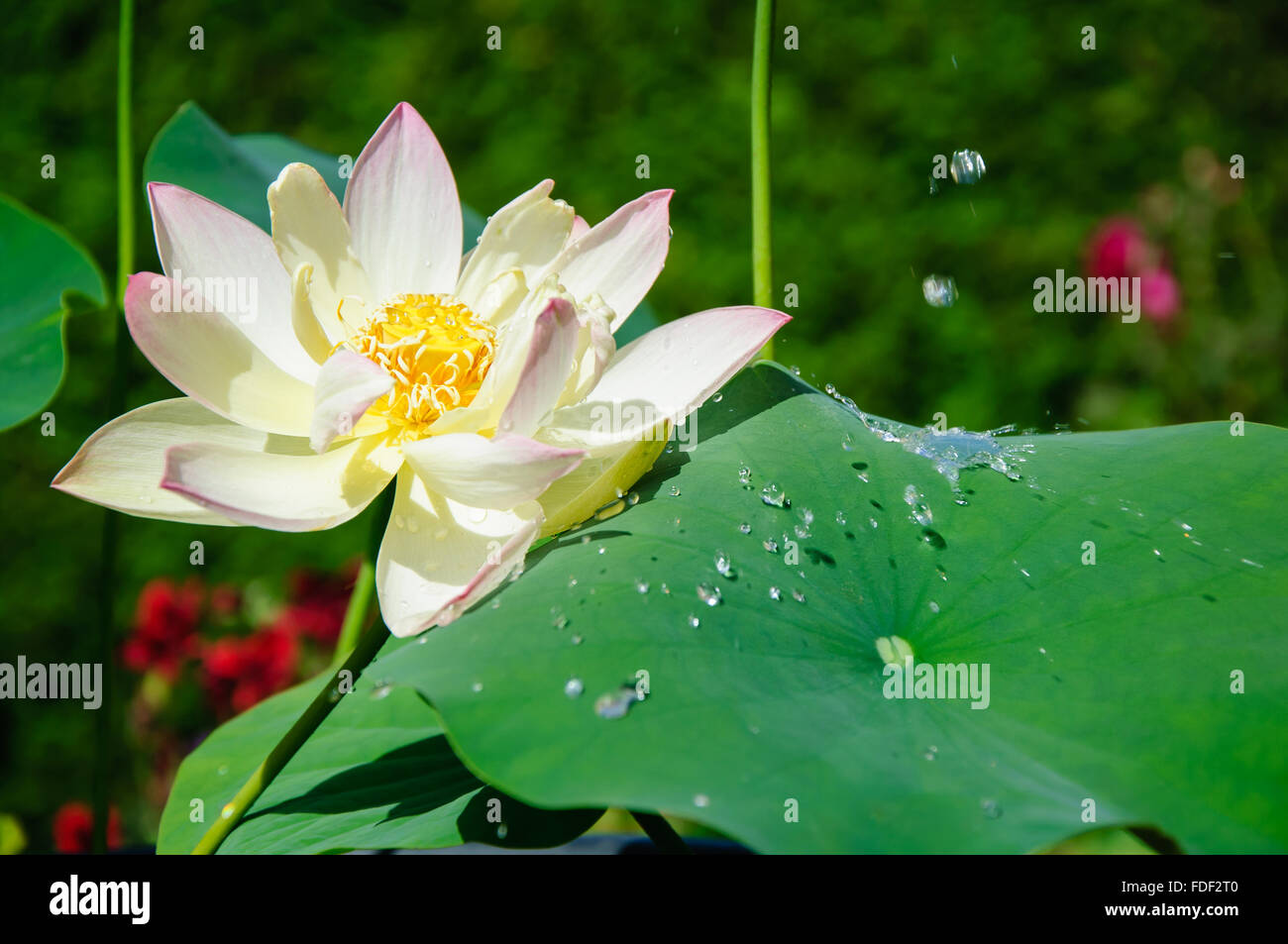 Nelumbo nucifera: bianco e rosa fiore di loto con goccioline di acqua e congelati lotus effetto. Foto Stock