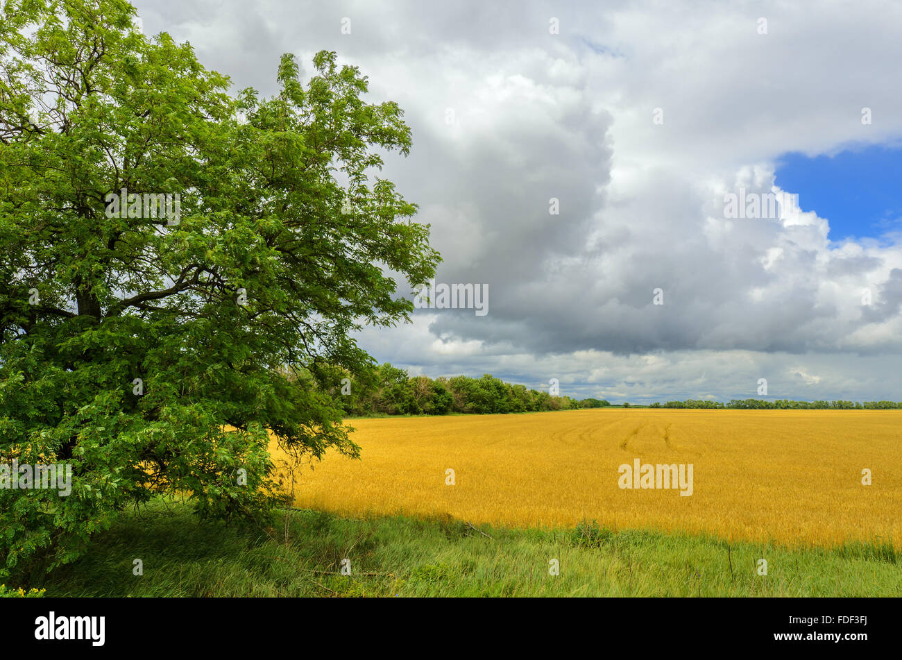 Campo di grano e della foresta contro il cielo nuvoloso Foto Stock
