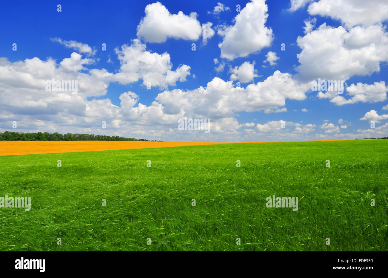 Giorno di estate sul verde del campo di grano contro un cielo blu. Paesaggio estivo. Foto Stock