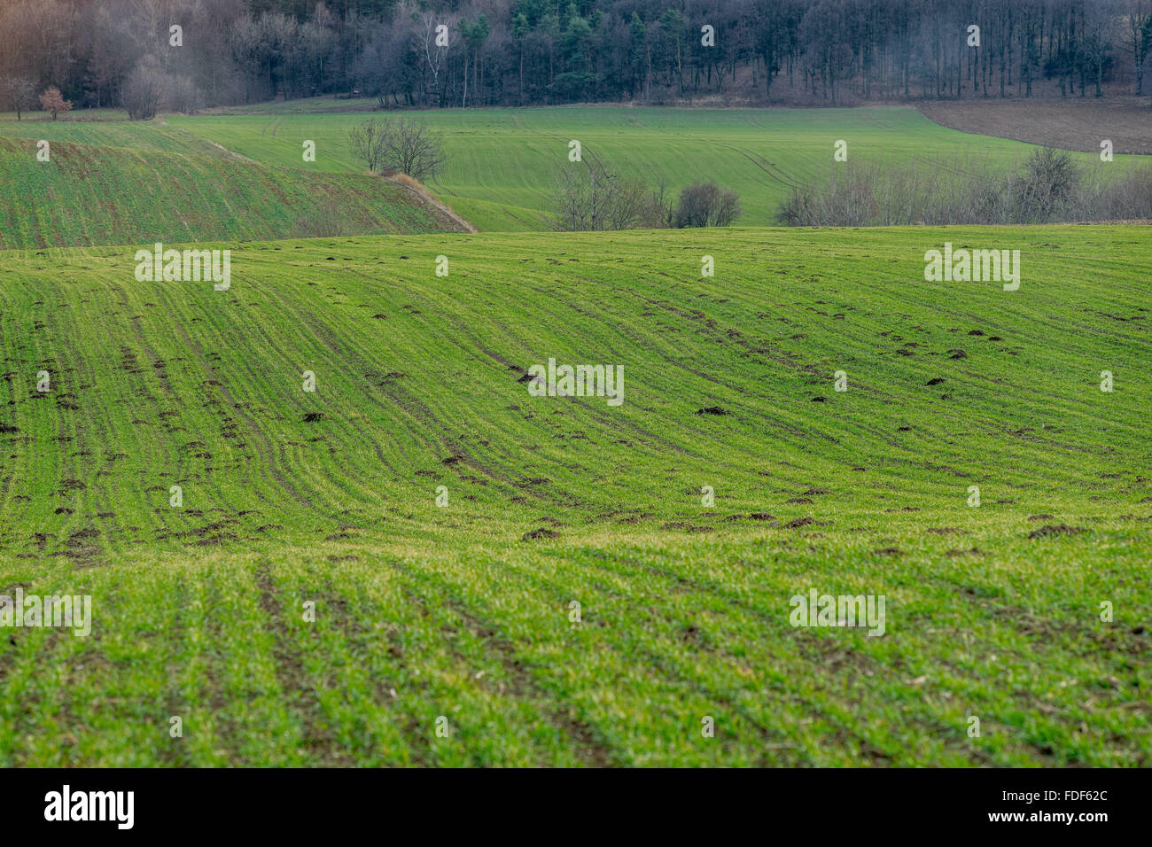 Campi ondulati di grano di inverno vicino al villaggio di ispido Bassa Slesia Foto Stock