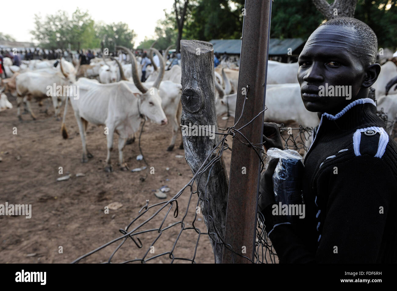 Il SUD SUDAN Bahr al Ghazal regione , Stato dei Laghi, la cittadina di Rumbek, mercato del bestiame e delle aste di zebù mucca / SUED-SUDAN regione di Bahr el Ghazal , Stato dei Laghi, Rumbek , Viehmarkt, Auktion und Handel mit Zeburindern Foto Stock