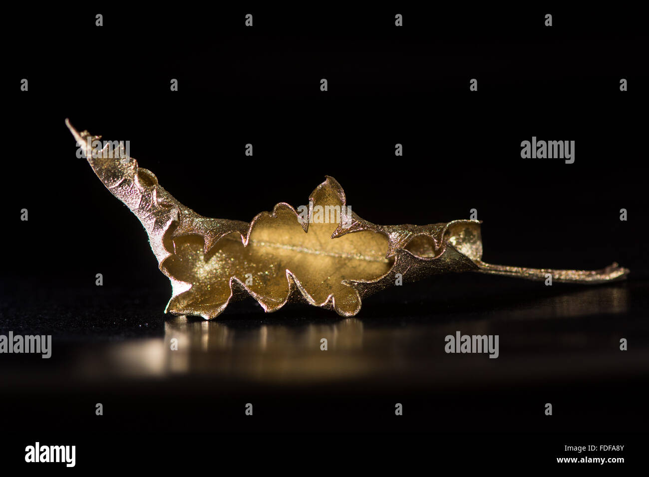 Holly foglia oro dipinta. Un materiale metallico golden leaf riflessa su una superficie nera Foto Stock