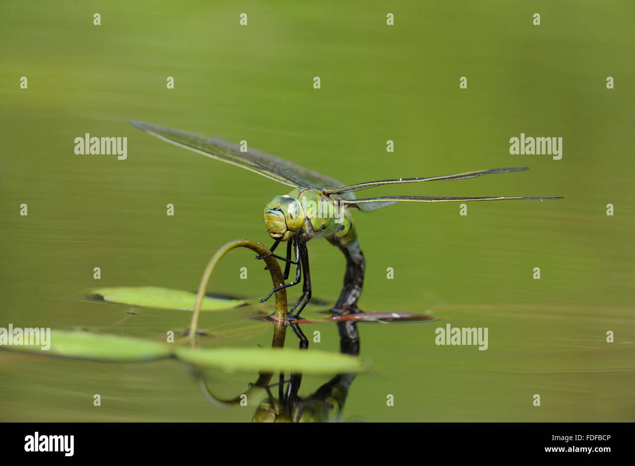 Femmina a forma di libellula imperatore (Anax imperator) deposizione delle uova nel laghetto in giardino, Bentley, Suffolk, Luglio 2013 Foto Stock