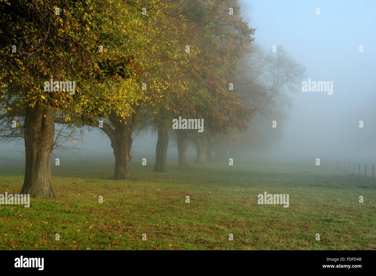 La linea di tigli (delle Tiliaceae vulgaris) nella nebbia di mattina, a Woolverstone sulla penisola Shotley, Near Ipswich, Suffolk, Nov 20 Foto Stock