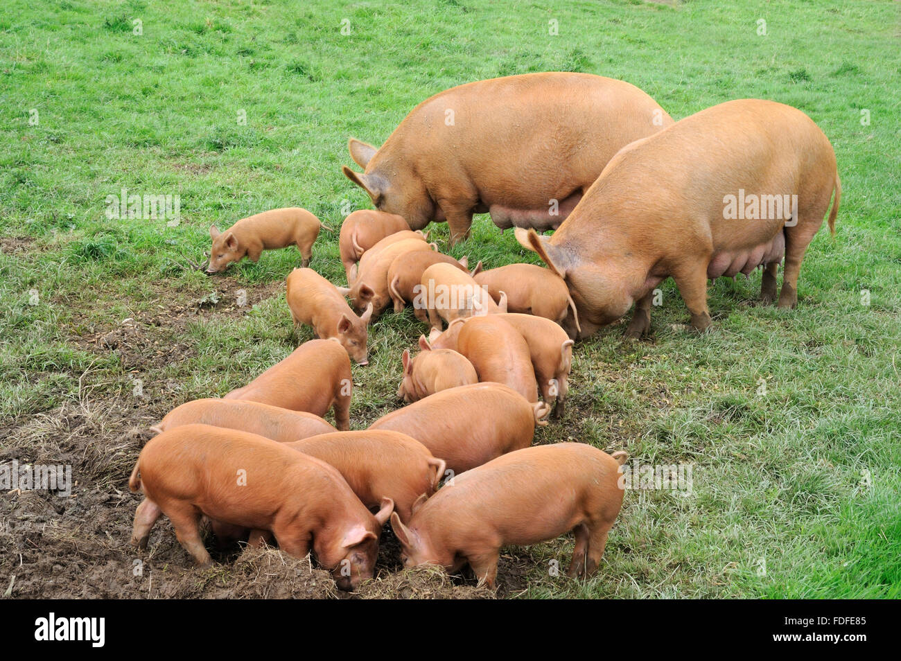 Famiglia di suini domestici, Tamworth, adulti coppia con diciassette suinetti, alimentando in campo, Cornwall, Agosto Foto Stock