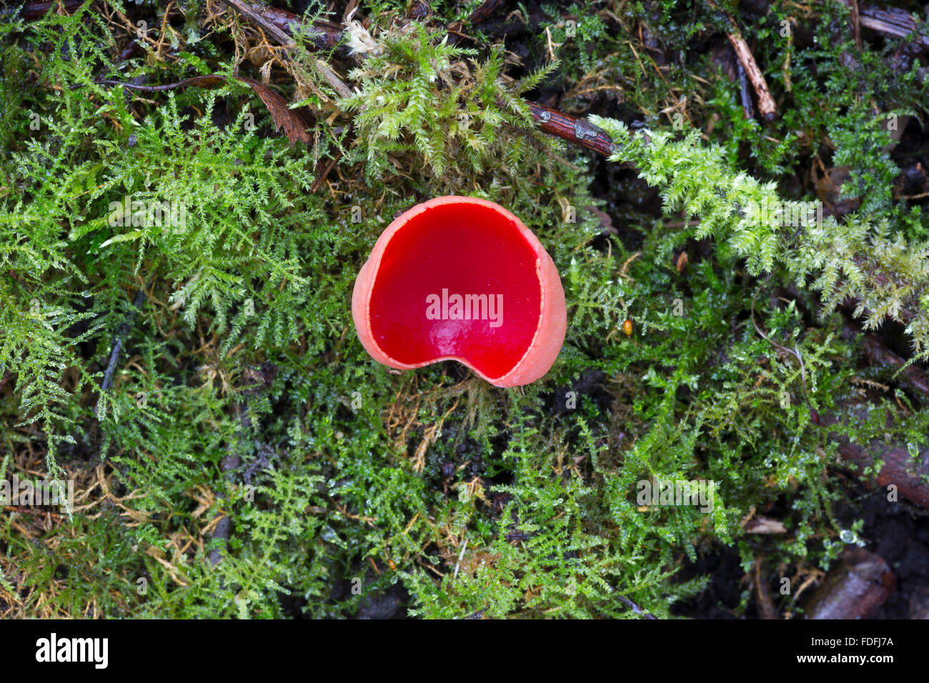 Scarlet Elf Cup funghi Sarcoscypha Austriaca) in un bosco in Shropshire, Inghilterra. Foto Stock