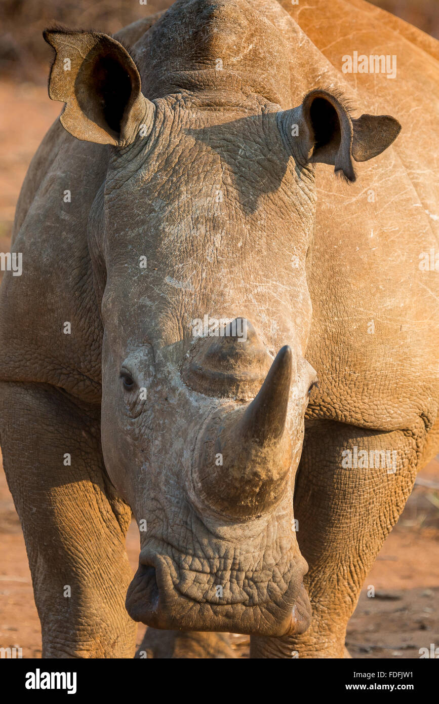 Rinoceronte bianco (Ceratotherium simum), ritratto, Madikwe Game Reserve, nord-ovest, Sud Africa Foto Stock