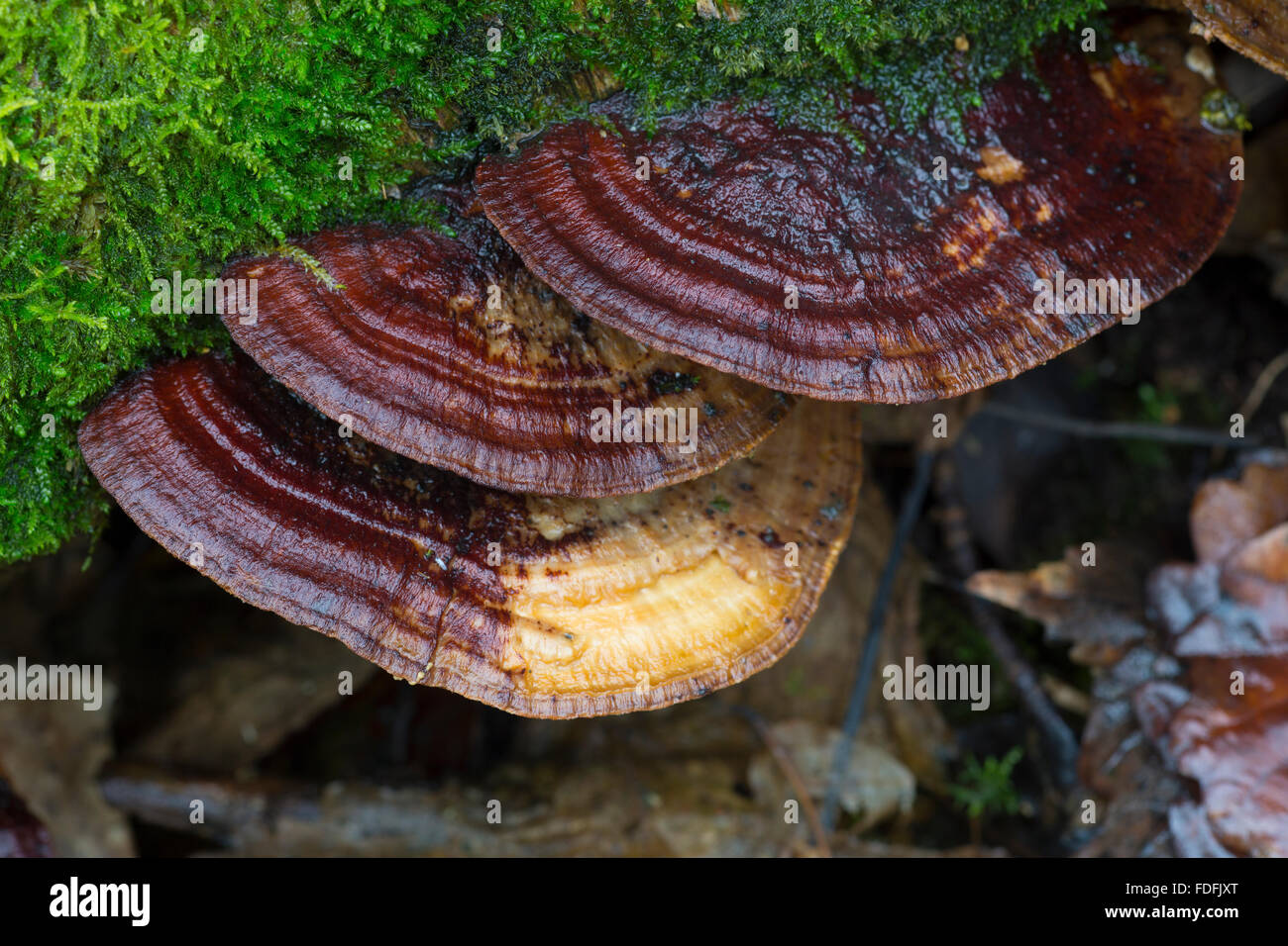 Daedaleopsis Confragosa; la staffa arrossendo funghi. In un bosco in Shropshire, Inghilterra. Foto Stock