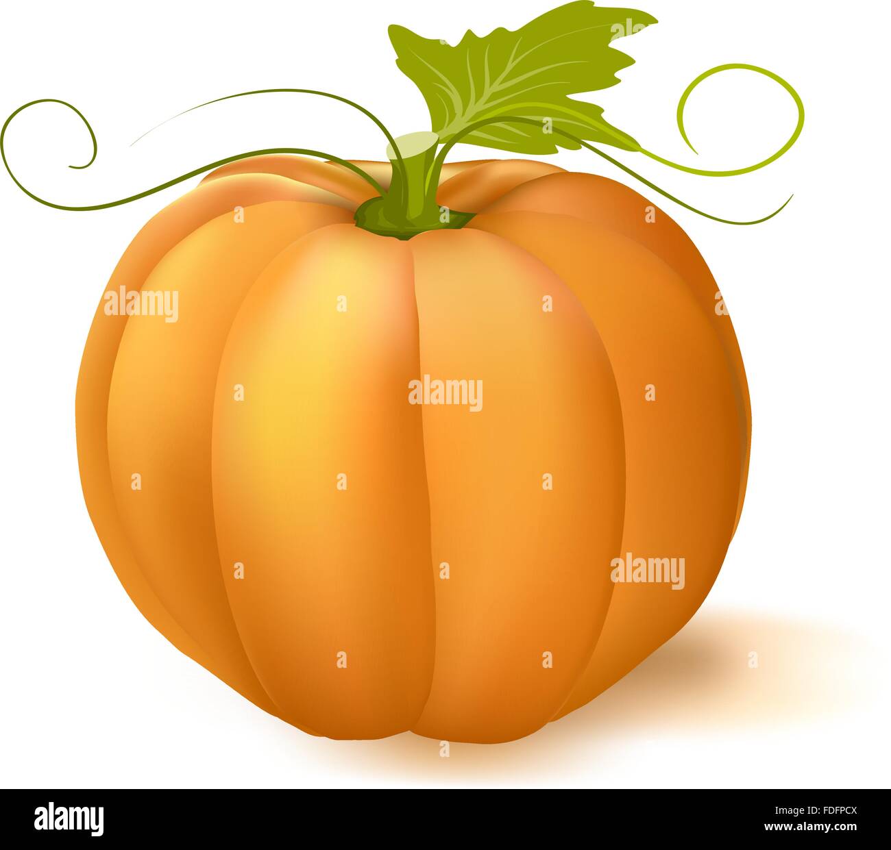 La zucca con foglie su sfondo bianco. illustrazione vettoriale Illustrazione Vettoriale