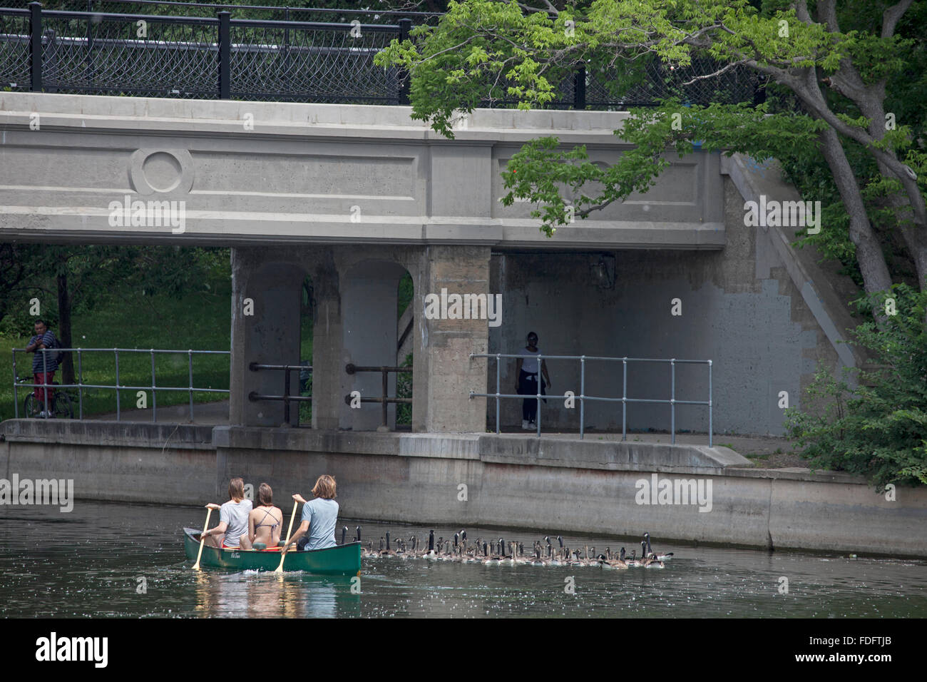 Ragazze canoa passa lungo un branco di oche sotto il lago Calhoun Bridge. Minneapolis Minnesota MN USA Foto Stock