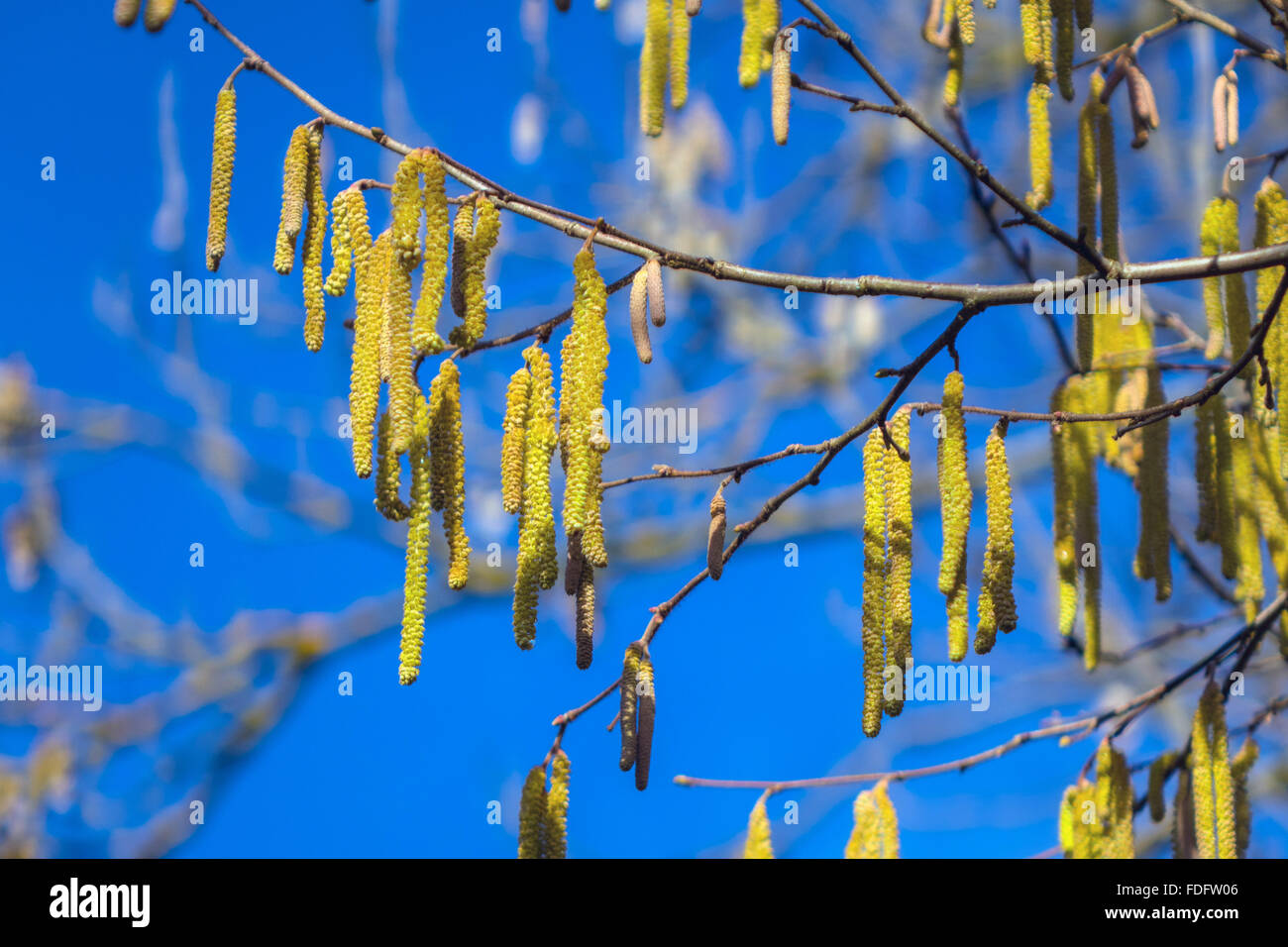Amenti contro il cielo blu, primi segni di primavera Foto Stock