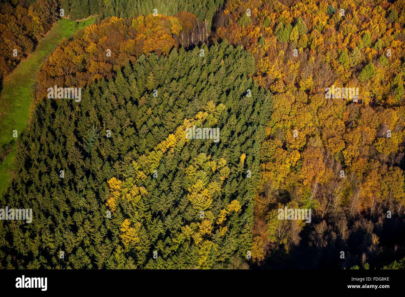 Vista aerea, Golden Ottobre a Ennepetal serbatoio, colori d'autunno foresta, bosco misto, bosco di latifoglie, la foresta di conifere, Foto Stock