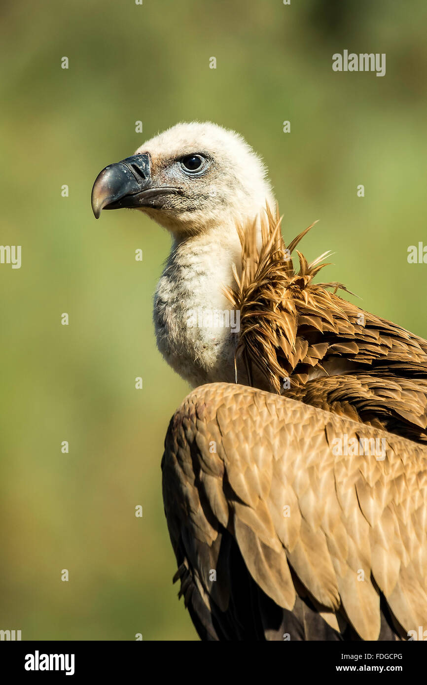 Grifone (Gyps fulvus) Foto Stock