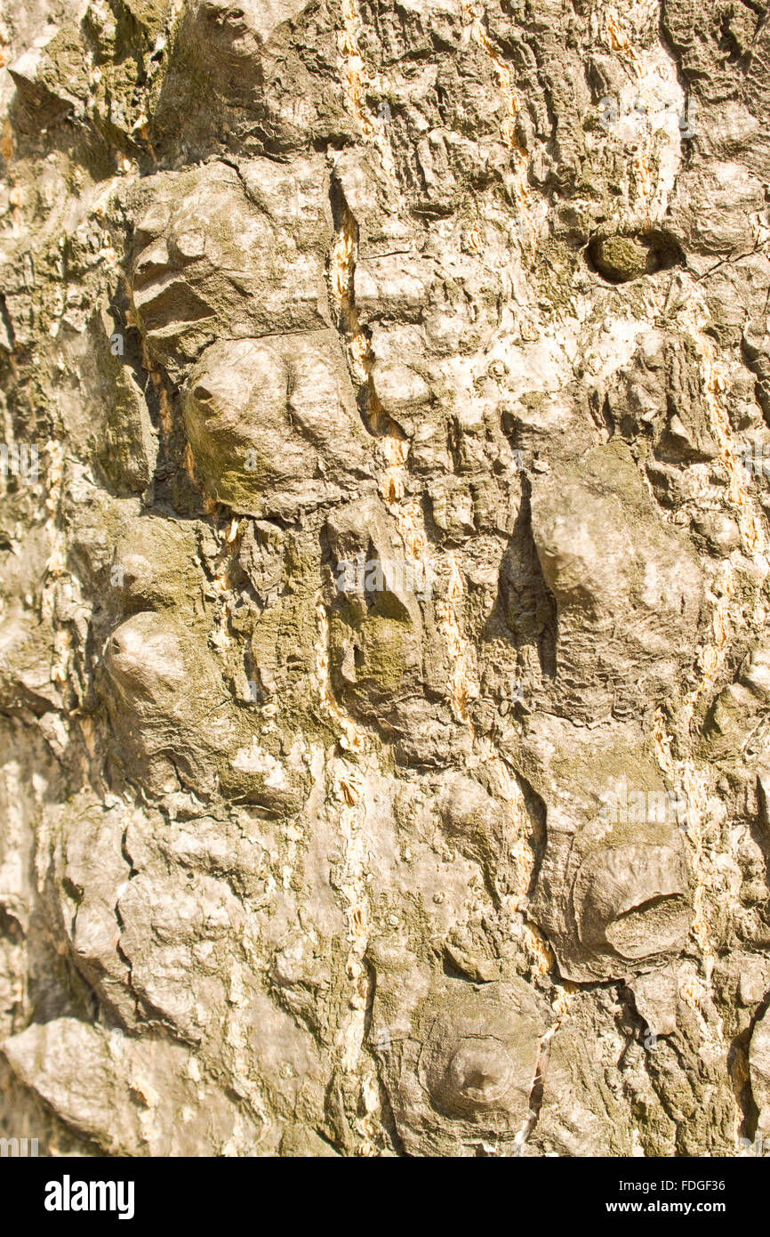 Corteccia di albero dettagli Foto Stock