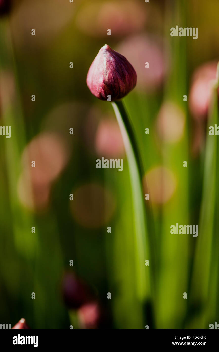 Erba cipollina un prezioso herb (Allium schoenoprasum) fotografato in un giardino inglese con un obiettivo macro per concentrare la messa a fuoco Foto Stock