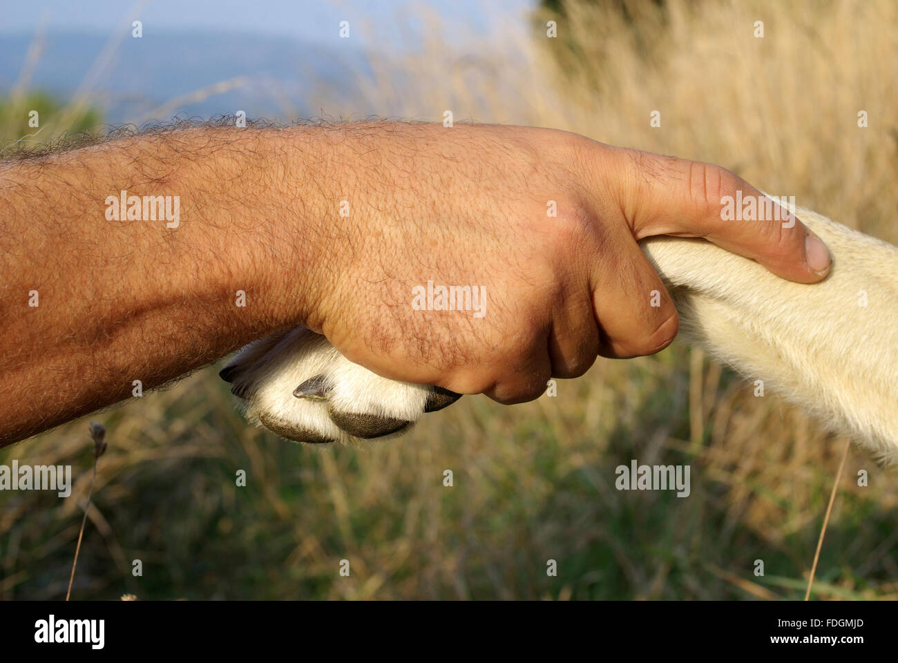 Il gesto di amicizia tra uomo e cane Foto Stock