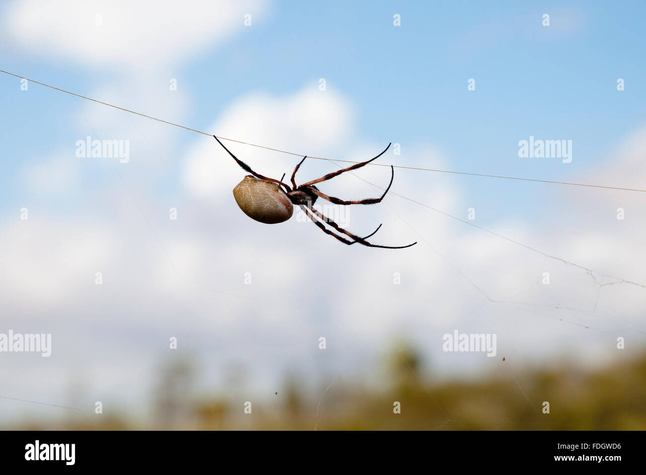 Seta dorata Orb Weaver Spider (Nephila edulis) - Pilbara - Australia Foto Stock