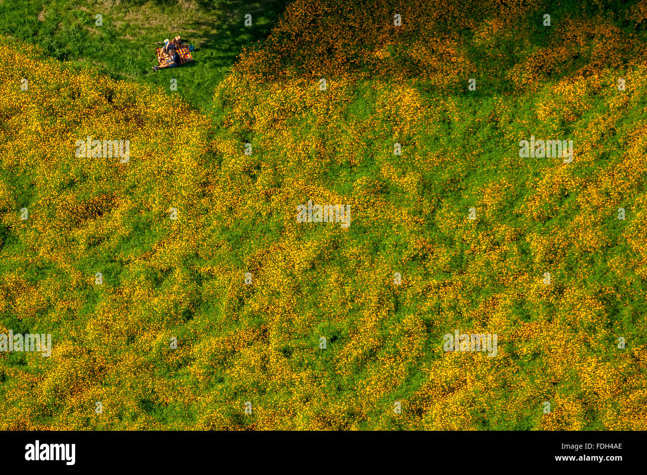 Veduta aerea del campo di girasoli con picnik, Kirchhellen Hack Furth Road, Bottrop, Ruhr, Kirchhellen, Renania settentrionale-Vestfalia, Foto Stock
