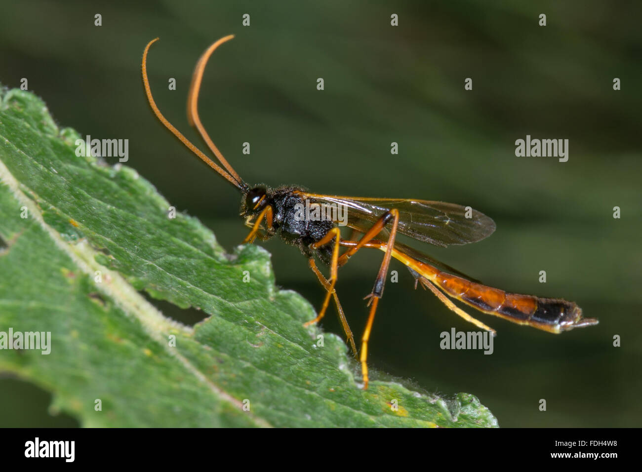 Habrocampulum parassita biguttatum wasp. Un ichneumon wasp nella famiglia Ichneumonidae con antenne di arancione e lunghe zampe posteriori Foto Stock