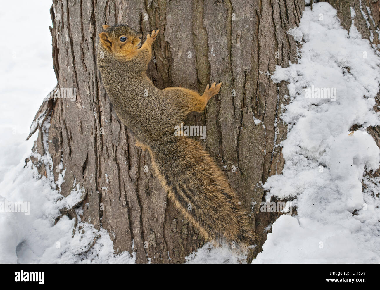 Fox orientale scoiattolo (Sciurus niger) rampicante, inverno, e l'America del Nord Foto Stock