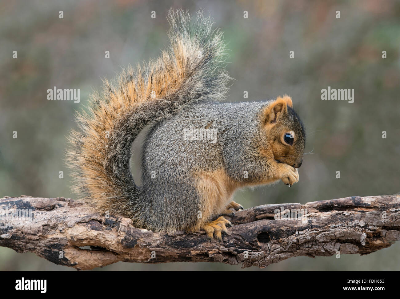 Fox orientale scoiattolo (Sciurus niger) mangiare i dadi, l'autunno, e l'America del Nord Foto Stock