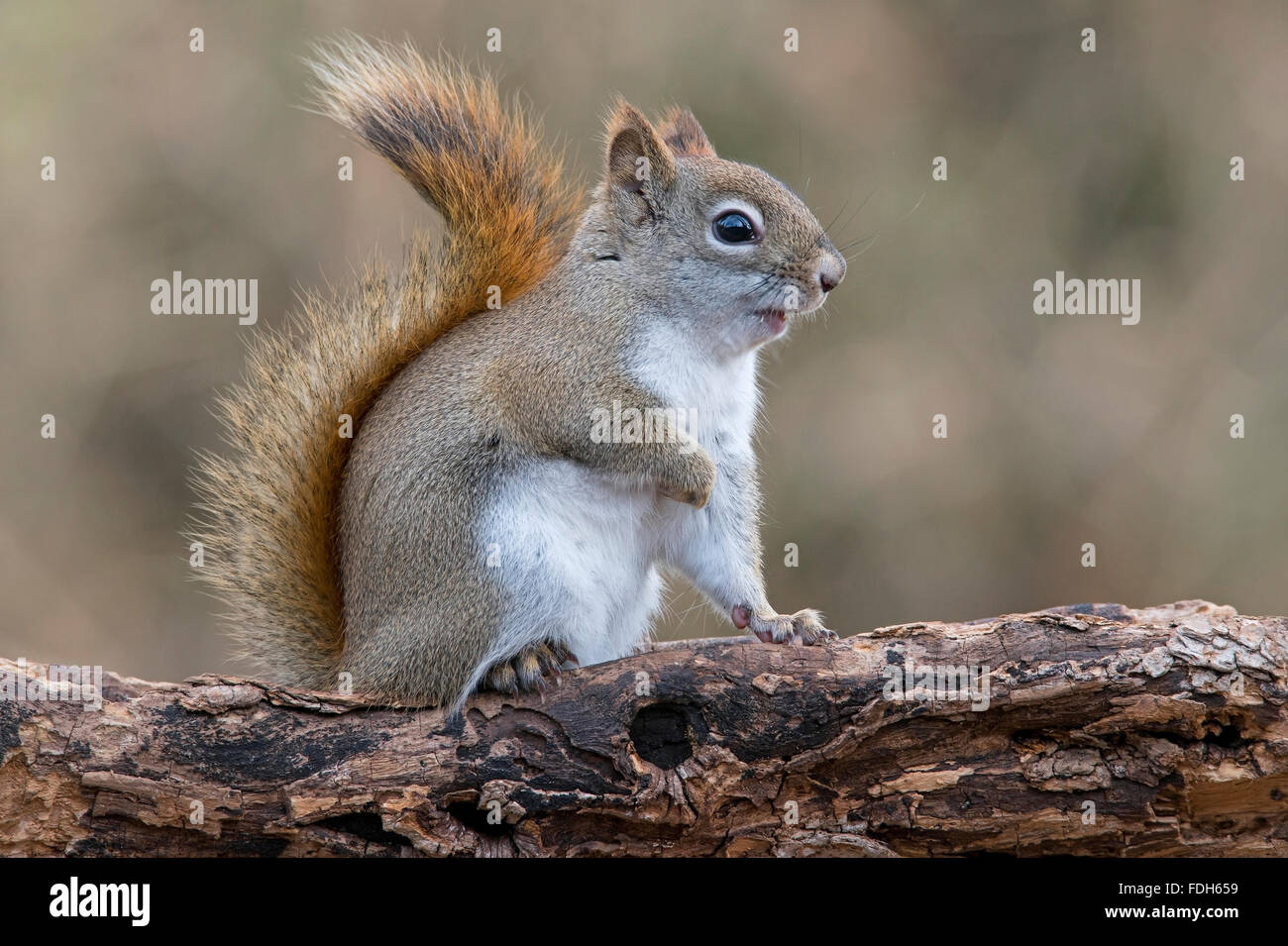 Eastern scoiattolo rosso di suoni (Tamiasciurus o Sciurus hudsonicus) e America del Nord Foto Stock