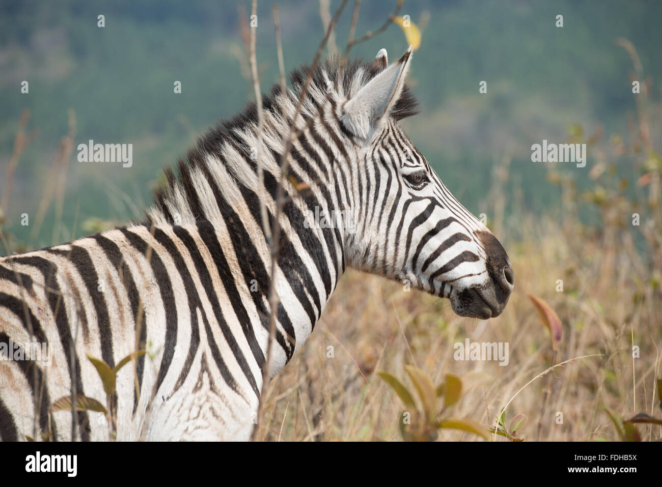 La Burchell Zebra (Equus burchellii pascolo al Mlilwane Wildlife Sanctuary in Swaziland, Africa. Foto Stock