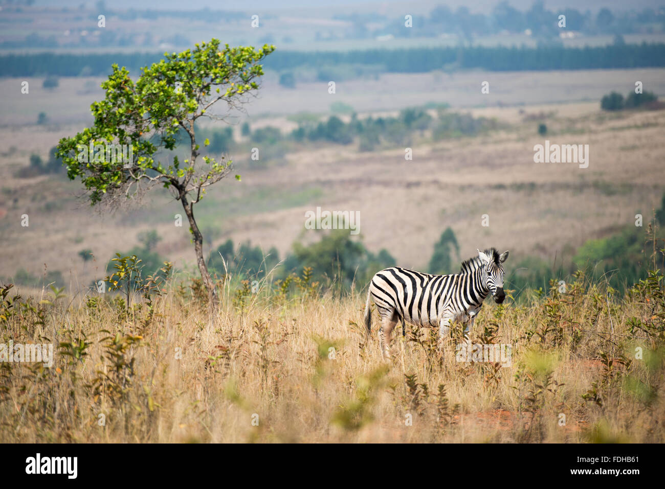 La Burchell Zebra (Equus burchellii pascolo al Mlilwane Wildlife Sanctuary in Swaziland, Africa. Foto Stock