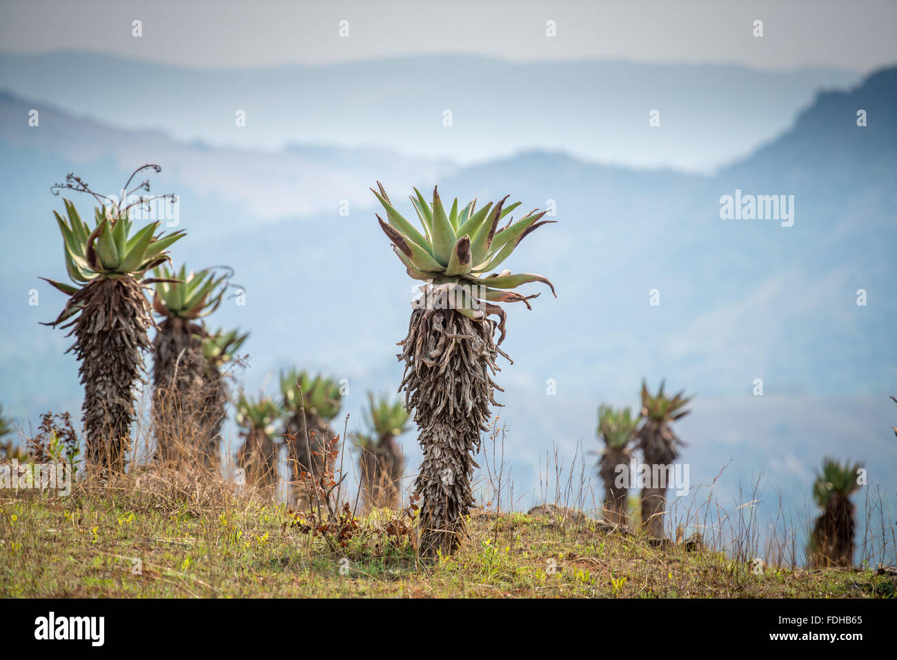 Piante di aloe in un campo di Mlilwane Wildlife Sanctuary in Swaziland, Africa. Foto Stock