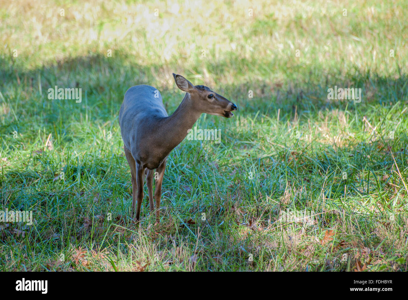 Cari, rivolta verso il lato anteriore Foto Stock