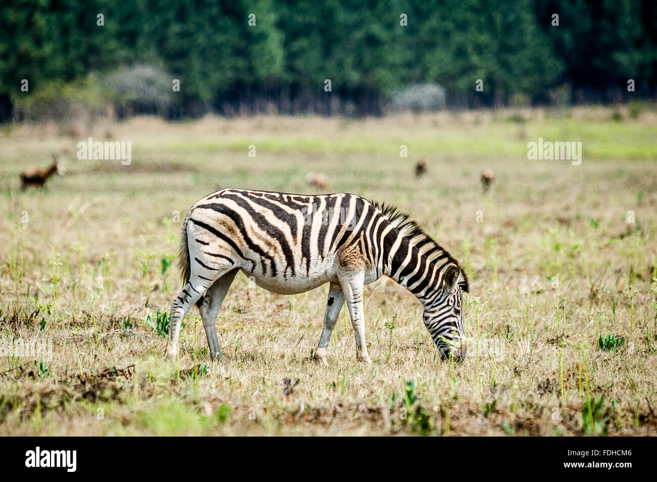 La Burchell Zebra (Equus burchellii pascolo al Mlilwane Wildlife Sanctuary in Swaziland, Africa. Foto Stock