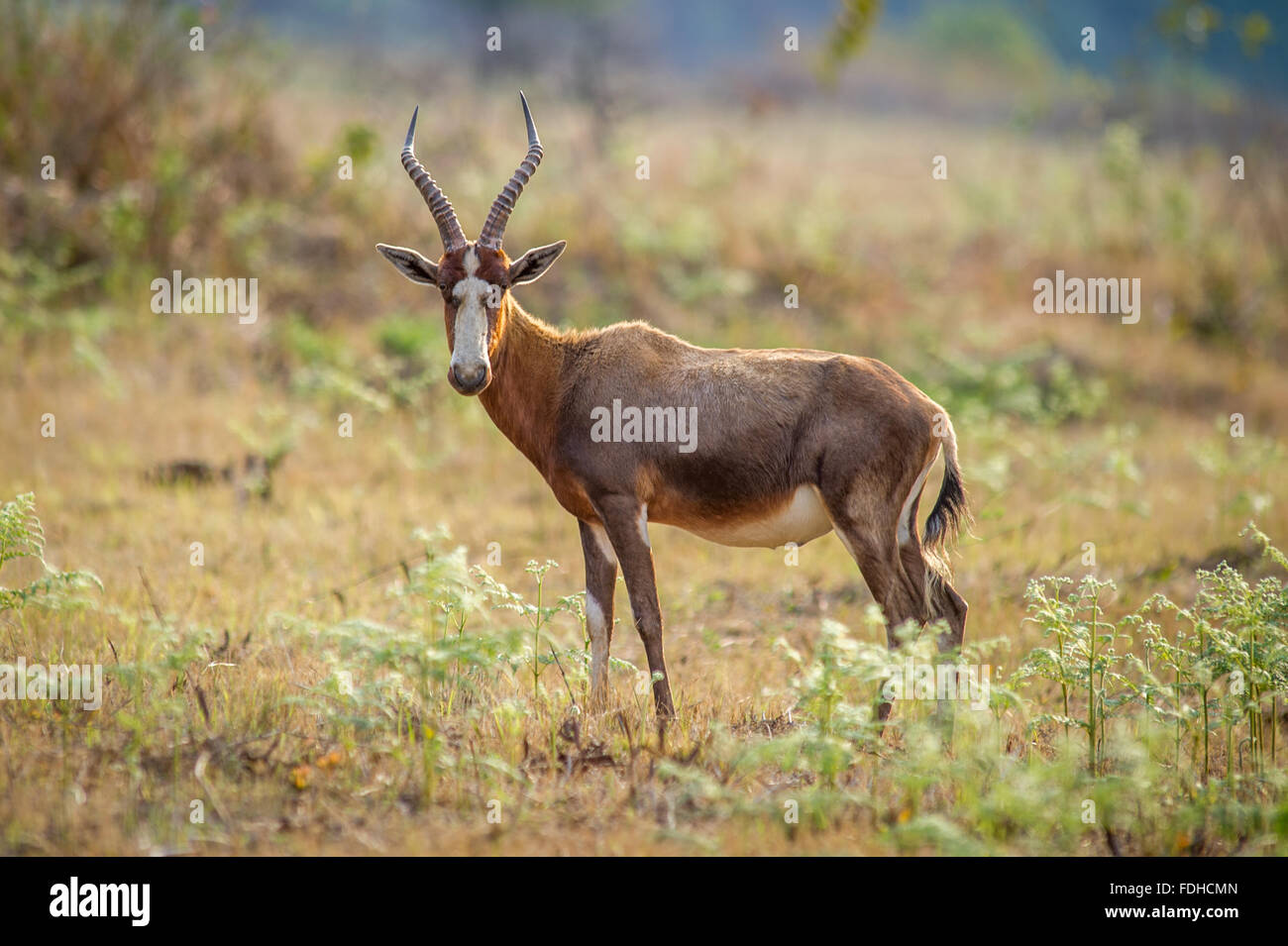 Blesbok (Damaliscus pygargus phillipsi) pascolo a Mlilwane Wildlife Sanctuary in Swaziland, Africa. Foto Stock