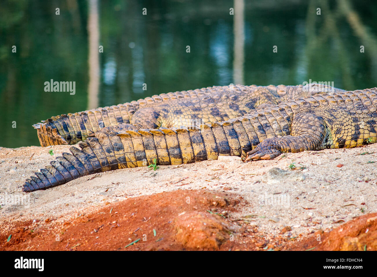 Crocodile (Crocodylinae) coda su una roccia nel Mlilwane Wildlife Sanctuary in Swaziland, Africa. Foto Stock