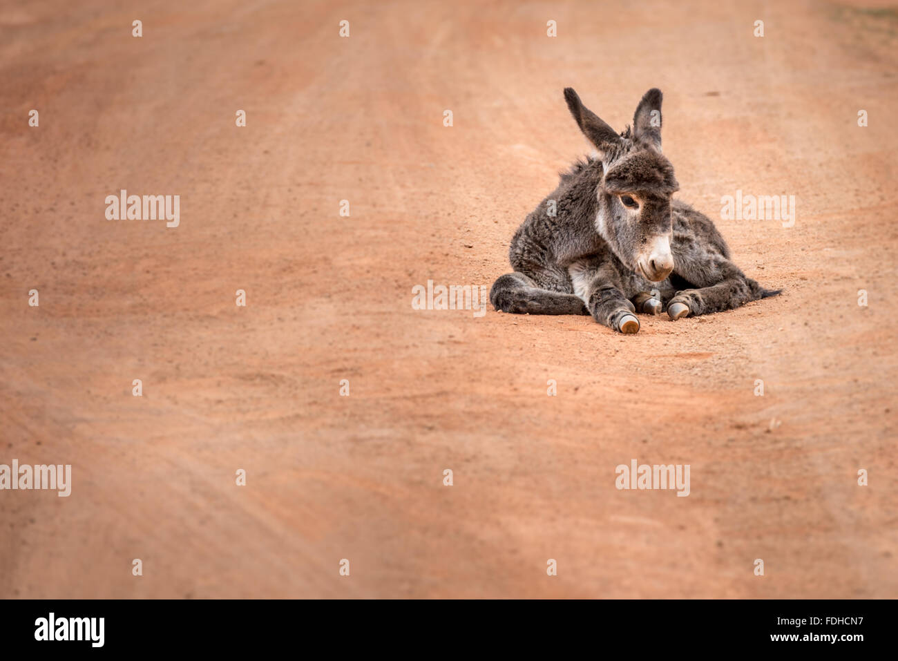 Asino (Equus africanus asinus) recante nel mezzo di una strada sterrata nella regione Hhohho dello Swaziland, Africa. Foto Stock