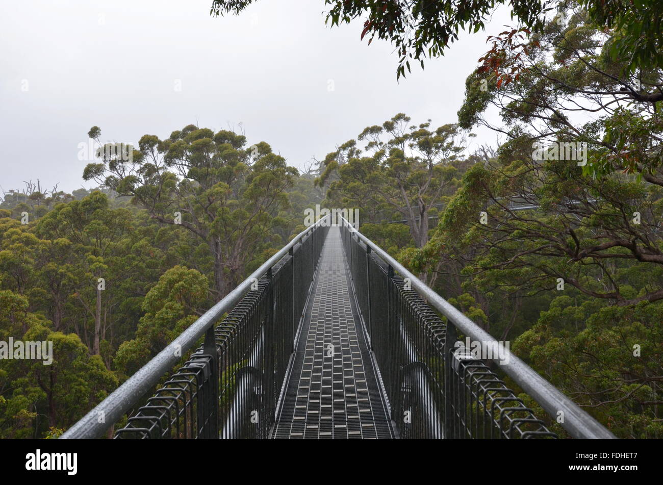 Tree Top Walk nella Valle dei Giganti, Walpole-Nornalup National Park, Australia occidentale Foto Stock