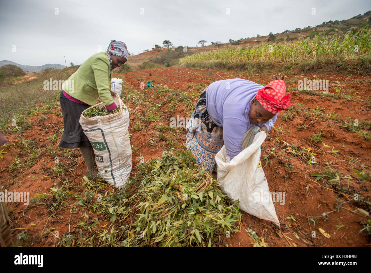 Le donne africane la raccolta di piante di filato nella regione Hhohho dello Swaziland, Africa. Foto Stock