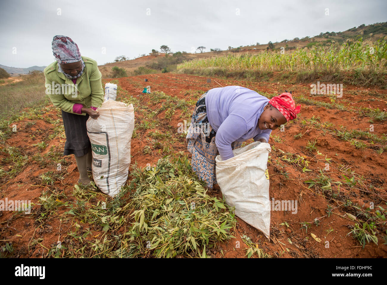 Le donne africane la raccolta di piante di filato nella regione Hhohho dello Swaziland, Africa. Foto Stock